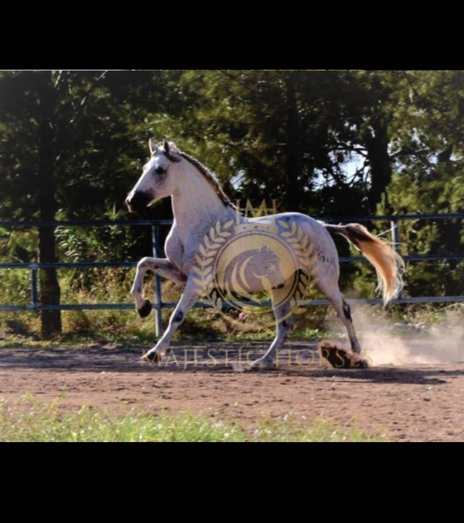 Horse for sale
