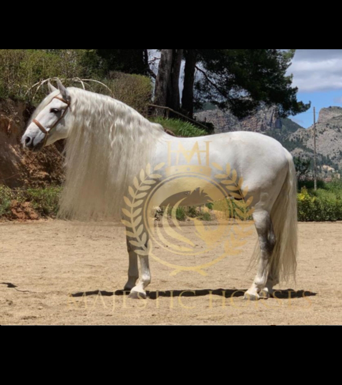 Horse for sale