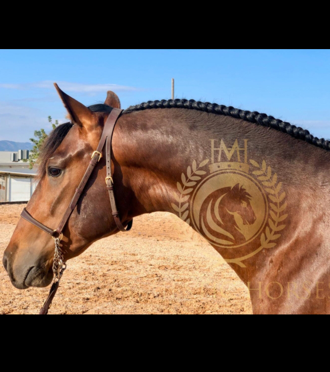 Horse for sale