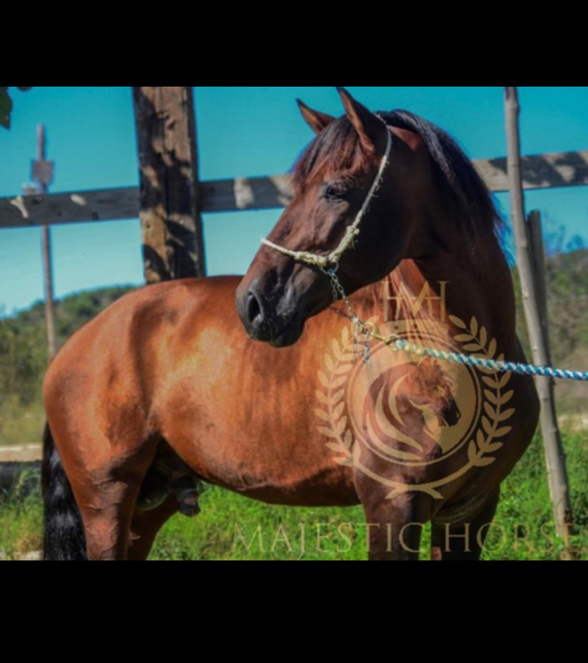 Horse for sale