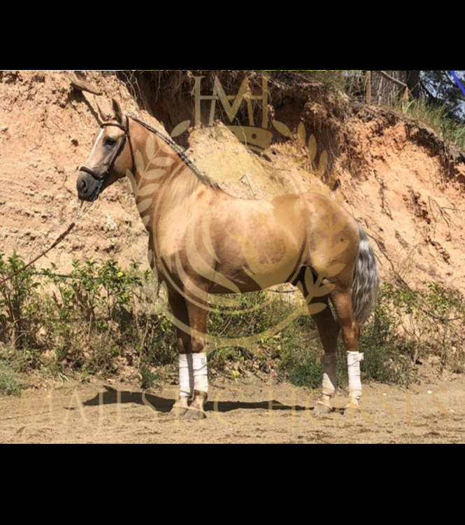 Horse for sale