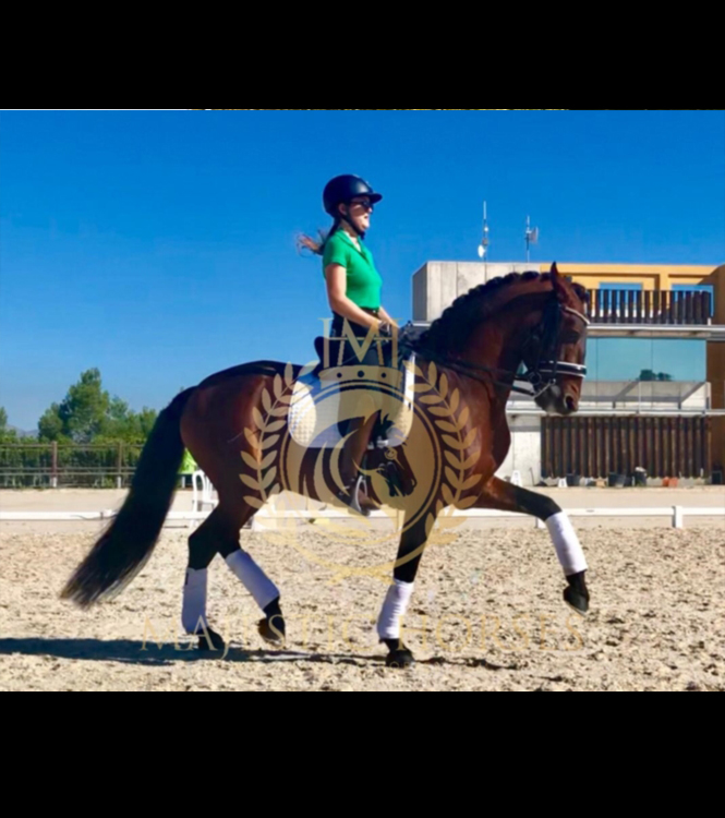 Horse for sale