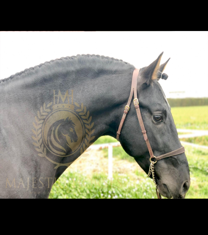Horse for sale