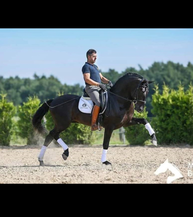 Horse for sale