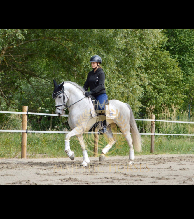Horse for sale