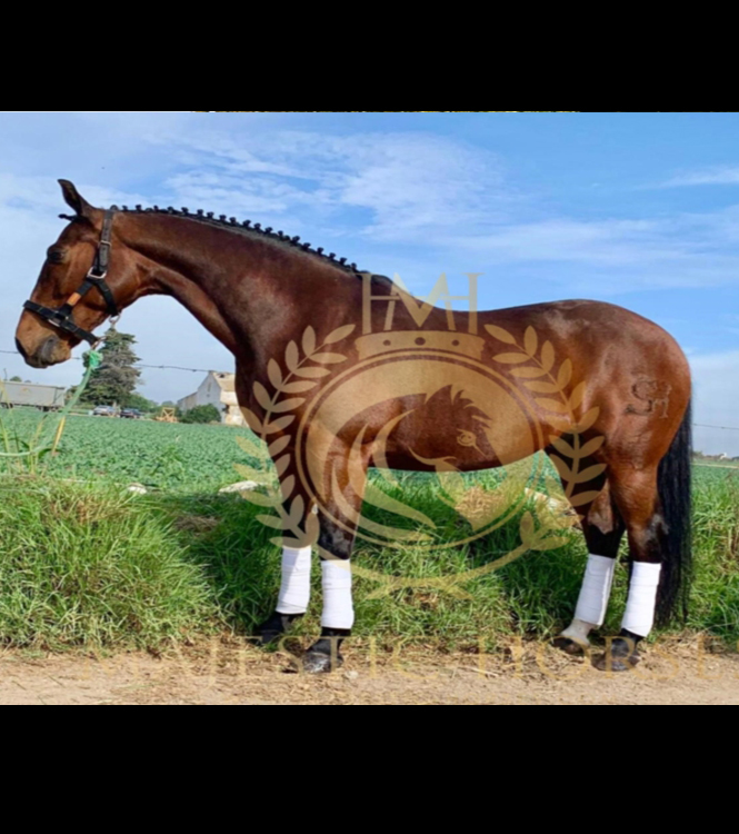 Horse for sale