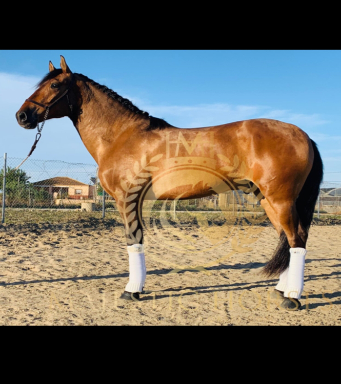 Horse for sale