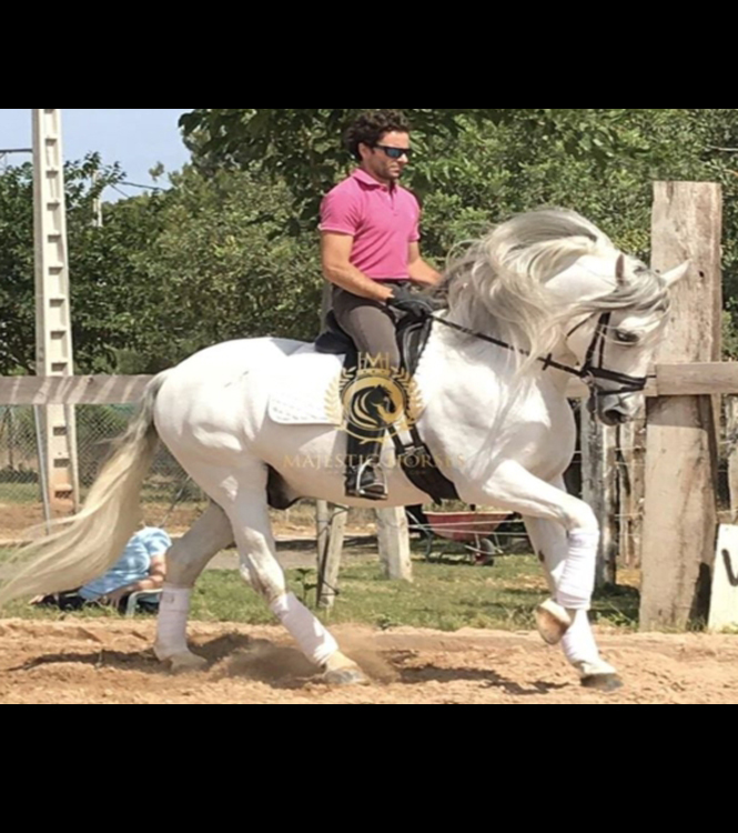 Horse for sale