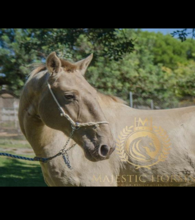 Horse for sale