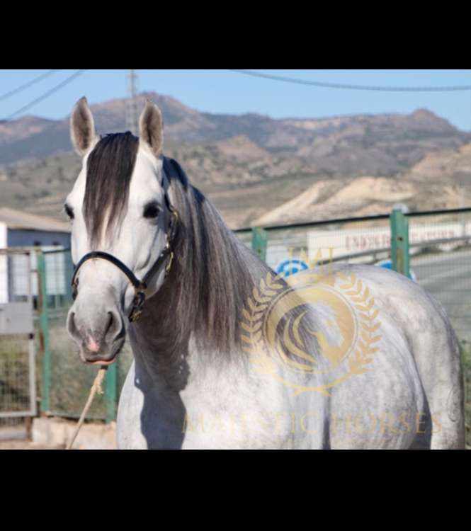 Horse for sale