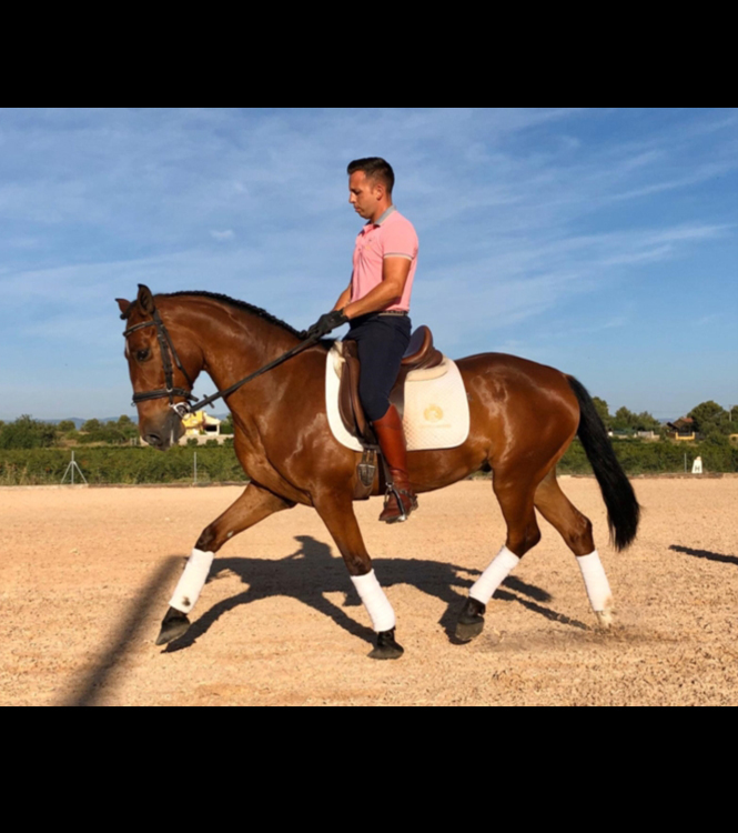Horse for sale