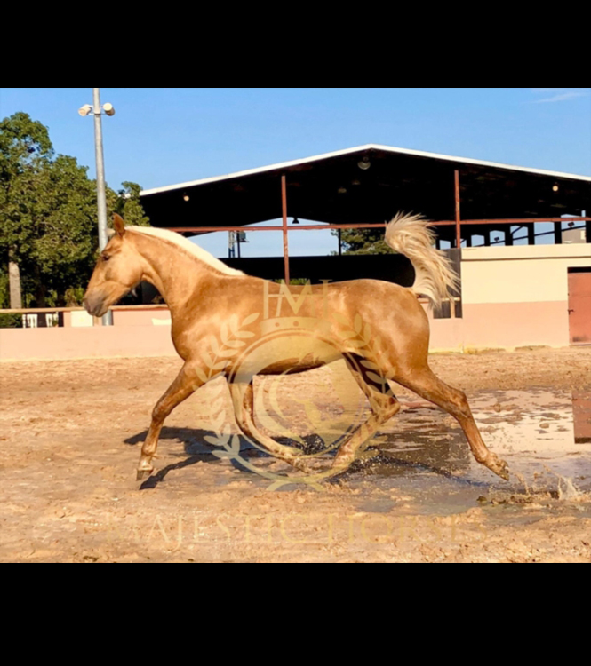 Horse for sale