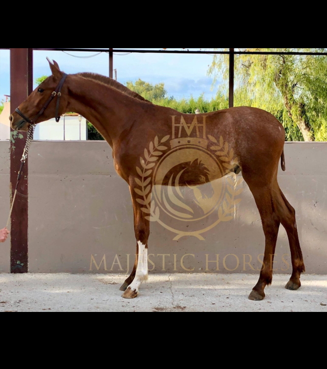 Horse for sale