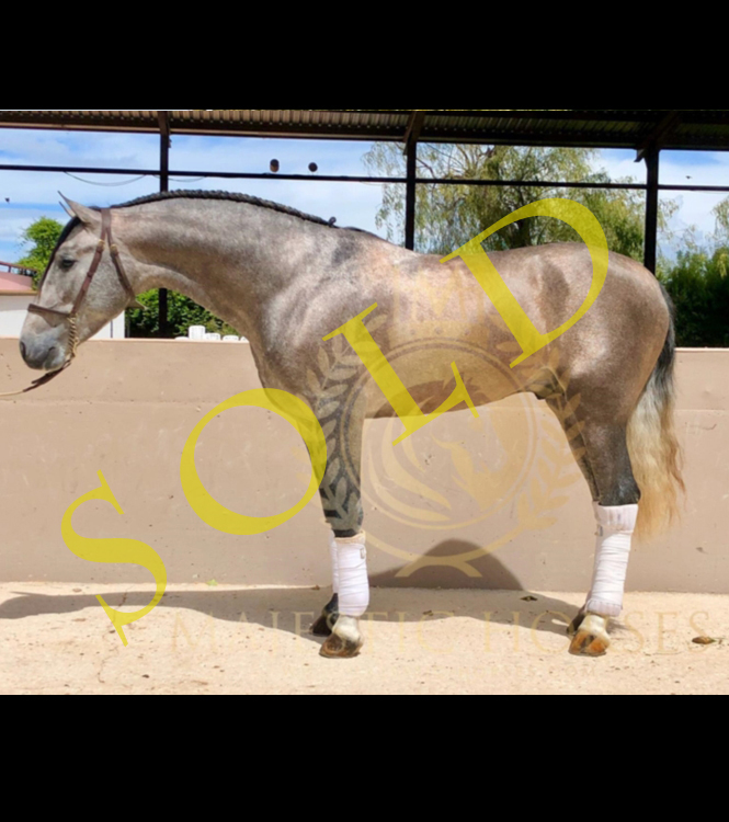 Horse for sale