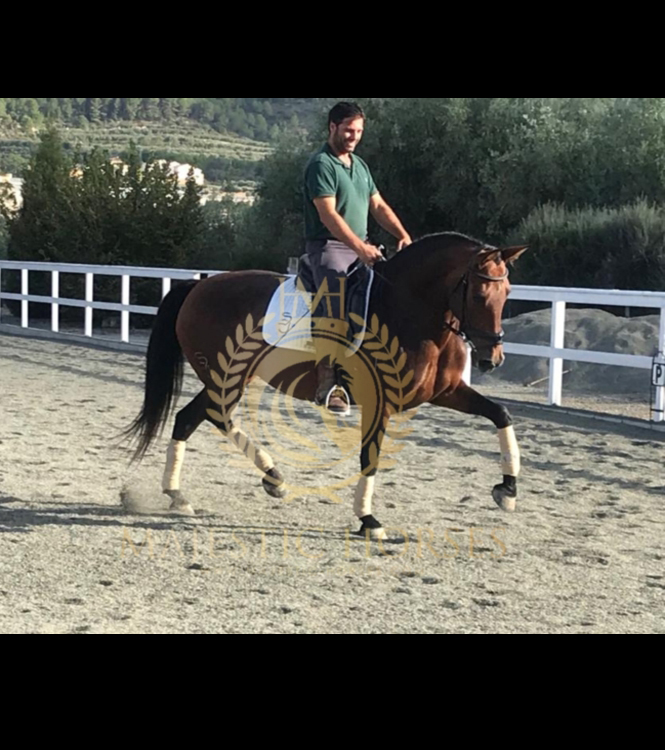 Horse for sale