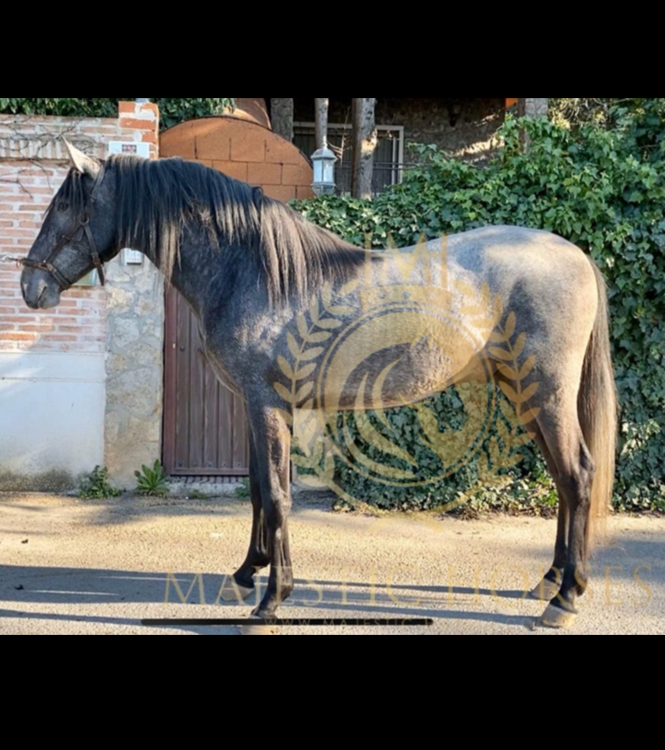 Horse for sale