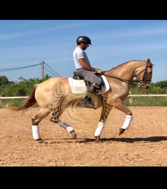 Horse for sale