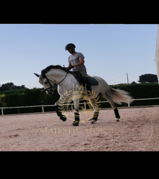 Horse for sale