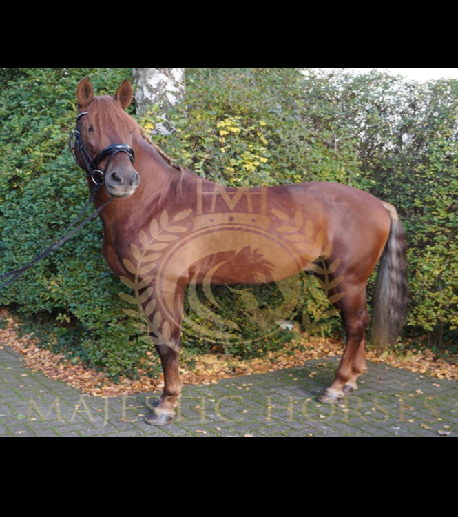 Horse for sale