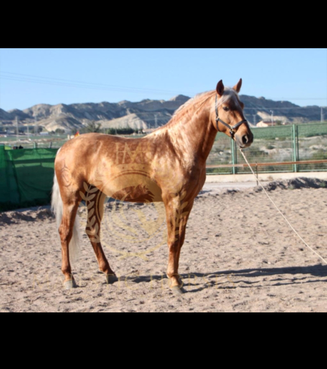 Horse for sale