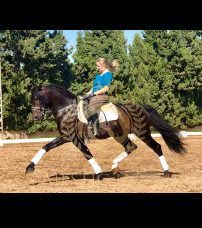 Horse for sale