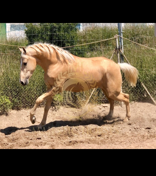 Horse for sale
