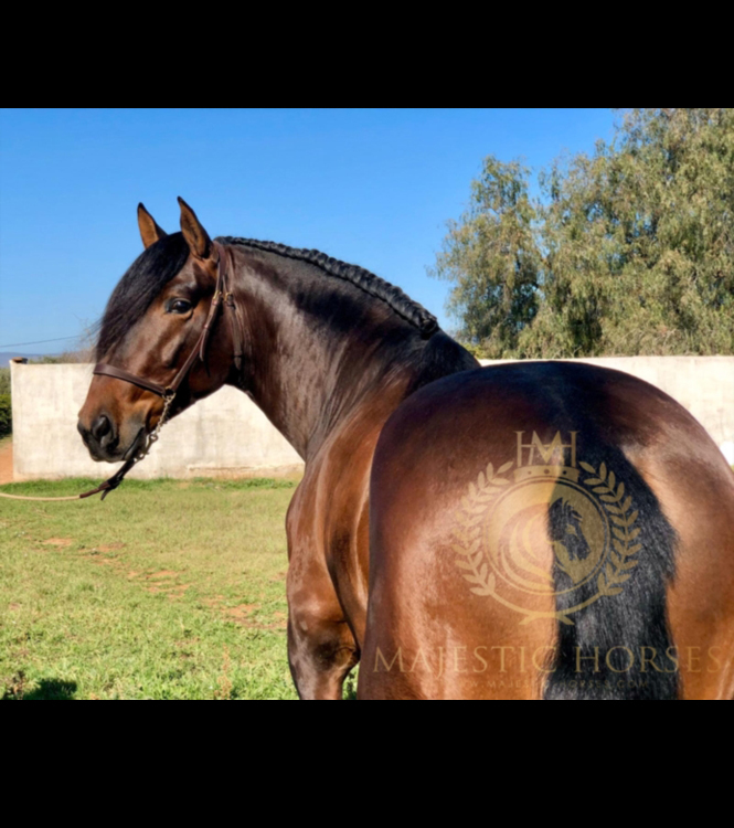 Horse for sale